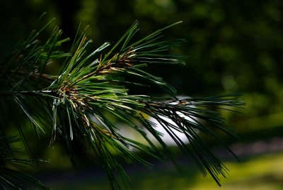 Pinus Armandii - borovice armandova - jehlice